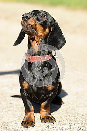 Black and brown dog