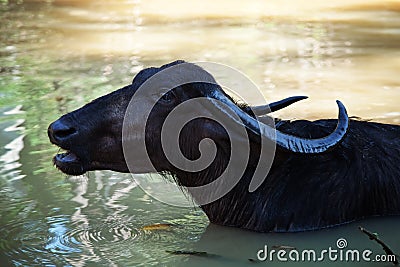 Black buffalo swimming in the lake