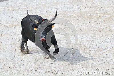Black bull preparing to charge