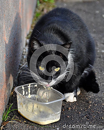 Black cat eating