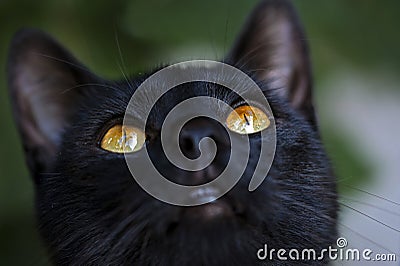 Black cat eyes