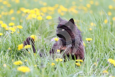 Black cat in flowers