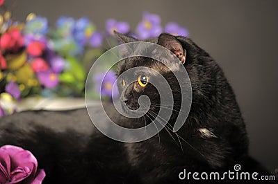 Black cat with flowers