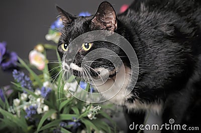 Black cat with flowers