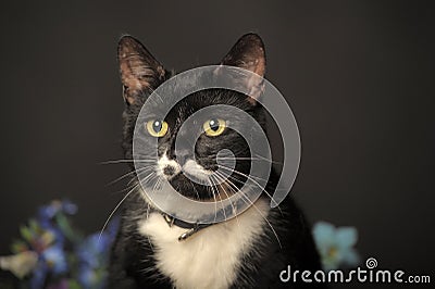 Black cat with flowers