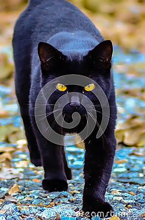 Black cat with glowing eyes