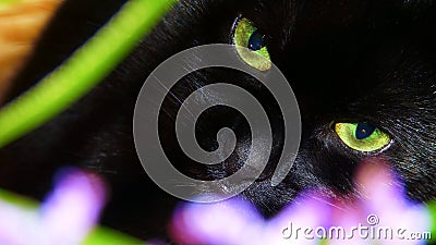 Black Cat with green eyes