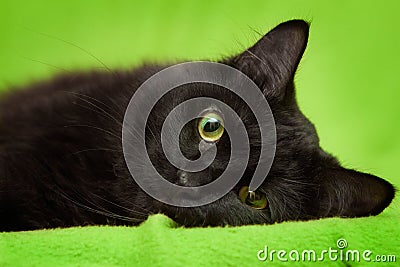 Black cat with green eyes relaxing on blanket