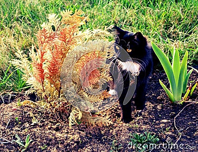 A black cat on green grass