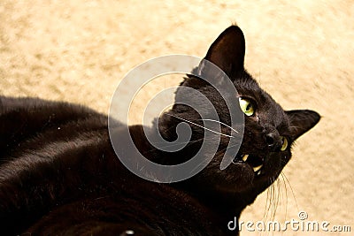 Black cat with open mouth