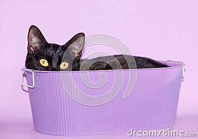 Black cat peeking out of a purple tub