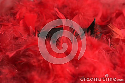 Black cat in red feathers