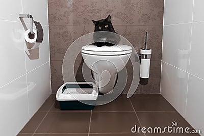 Black cat on the toilet