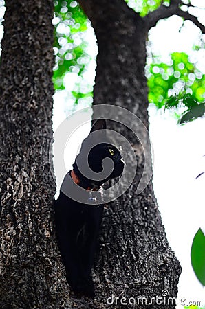 Black cat on tree in garden