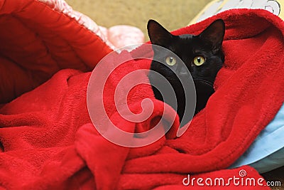 Black cat under a red blanket