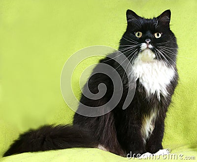 Black cat with white spot sits on green