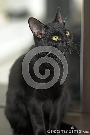 Black cat with yellow eyes