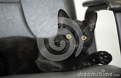 Black cat with yellow eyes
