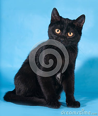 Black cat with yellow eyes sitting on blue