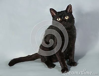 Black cat with yellow eyes sitting on gray