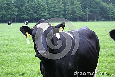 A black cow.