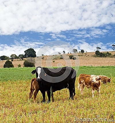 Black cow, brown calves, blue sky and clouds