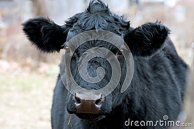 Black Cow Face