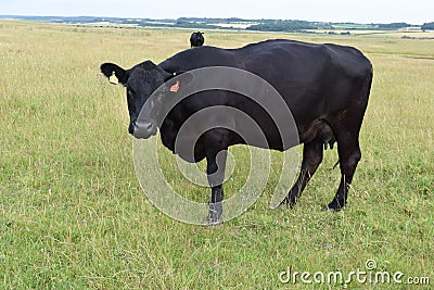 Black Cow in Field