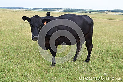 Black Cow in Field