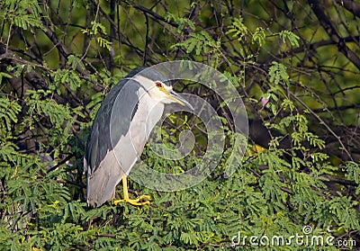 Black Crowned Night Heron (Nycticorax Nycticorax)