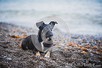 Black dog on the beach