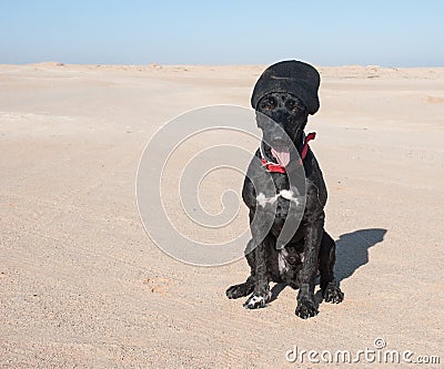 Black dog with a beanie hat