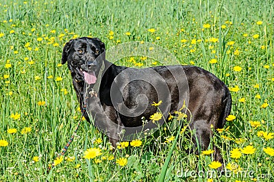 Black dog in a meadow of flowers