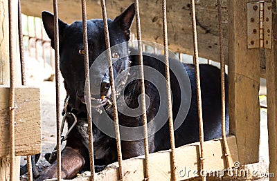 Black dog was left in the cage.