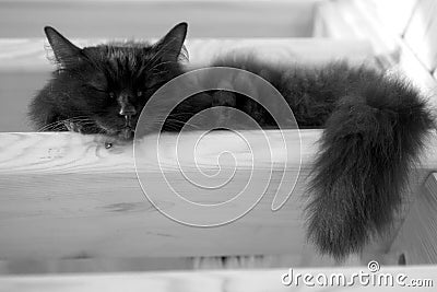 Black domestic cat sleeping on steps of wooden stairs inside house