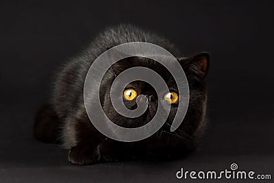 Black Exotic Persian cat