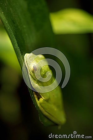 Black Eyed Leaf Frog (Agalychnis Moreletii) Royalty Free Stock Photo