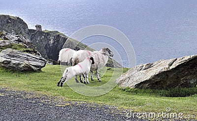 The Black Face Mountain Sheep