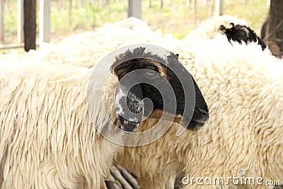 Black face sheep in the farm