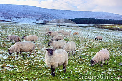 Black face sheep grazing.