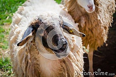 Black-faced sheep