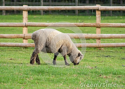 Black faced sheep in a green grass field