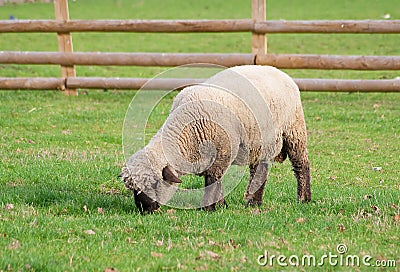 Black faced sheep in a green grass field