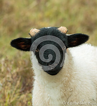 Black-Faced Sheep Lamb