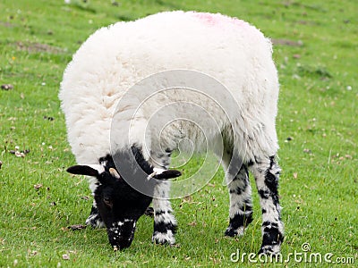 Black-faced young lamb on a farm field