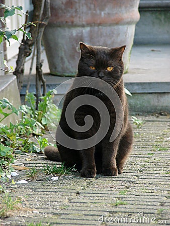 Black fat cat