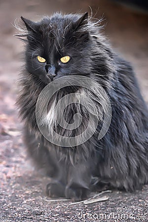 Black fluffy cat