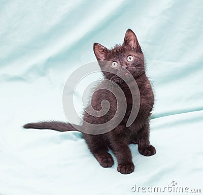 Black fluffy kitten sits on green background