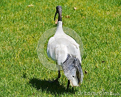 Black foliage on the back of a white ibis