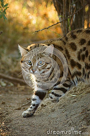 Black Footed Cat Felis nigripes